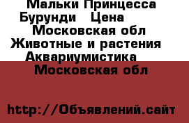 Мальки Принцесса Бурунди › Цена ­ 100 - Московская обл. Животные и растения » Аквариумистика   . Московская обл.